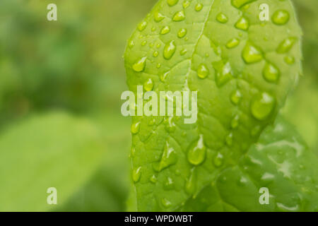 Foglia verde coperta con gocce di acqua Foto Stock