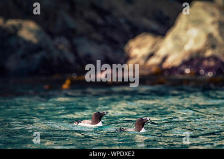 Coppia di Razorbills (Alca torda) nuotare nel mare a ora d'oro. Testa di Bray, co.Wicklow, Irlanda. Foto Stock