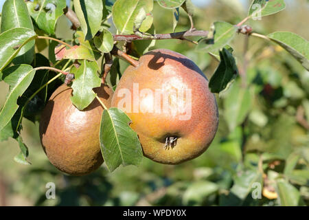 Close-up di Nero Worcester pere su albero è anche conosciuta come il morbo di Parkinson operaio") pera europea (Pyrus communis) Foto Stock