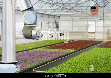 Il braccio di robot sta lavorando in una serra. Smart allevamento e agricoltura digitale Foto Stock