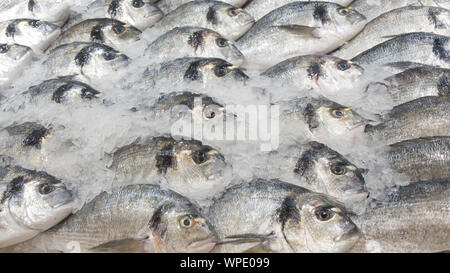 Un mazzetto di Barramundi freschi, pesce persico bianco, argento appollaiarsi su un letto di ghiaccio venduti nel mercato Foto Stock