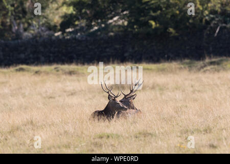 Cervi rossi selvatici nel Regno Unito puntano al sole d'autunno (Cervus elaphus) isolati insieme seduti nel paesaggio della campagna britannica, nascondendosi in erba lunga. Regno Unito strag. Foto Stock