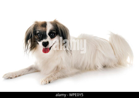Phalene papillon cane davanti a uno sfondo bianco Foto Stock
