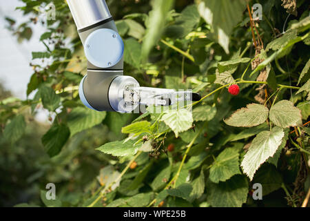 Il braccio di robot sta lavorando in una serra. Smart allevamento e agricoltura digitale Foto Stock