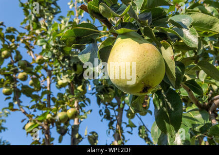 Mature cultivar organico pere crescente sul ramo di albero nel giardino. Pere biologiche in ambiente naturale. Foto Stock