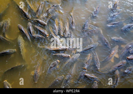 Secca di carpa comune / Europea di Carpe (Cyprinus carpio) provenienti in superficie per respirare aria nel laghetto del parco Foto Stock