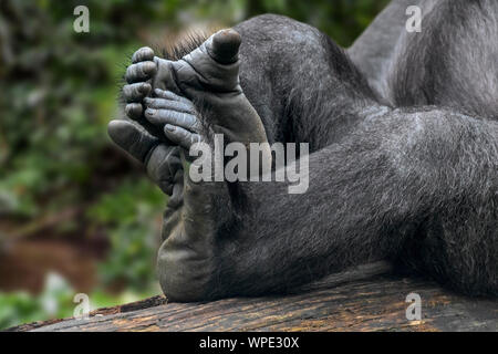 Pianura occidentale (gorilla Gorilla gorilla gorilla) close-up delle zampe posteriori e le dita dei piedi Foto Stock