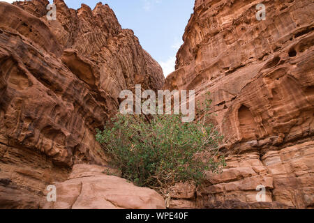 Il Lawrence's molla nel Wadi Rum, Giordania Foto Stock