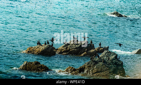 Colonia di cormorani sul singolo rock fuori terra in mare irlandese. Cavo Rock. Testa di Bray, co.Wicklow, Irlanda. Foto Stock