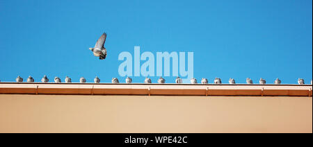 I piccioni sul tetto e bandiera turca Foto Stock