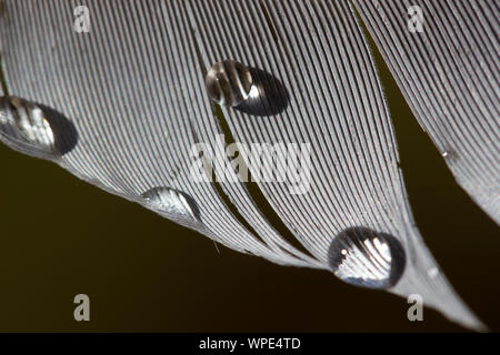 Gocce di acqua sulle piume di uccelli Foto Stock