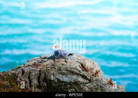 Aringa unico Gabbiano seduta sul singolo rock fuori terra in mare irlandese. Testa di Bray, co.Wicklow, Irlanda. Foto Stock