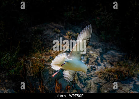 Parapendio il vento. Kittiwake volare intorno alla rupe di turbolenza del vento. Testa di Bray, co.Wicklow, Irlanda. Foto Stock