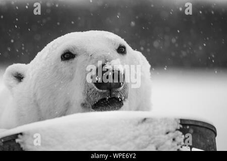 Orso polare con il suo naso nella caduta di neve, Nanuk Lodge, a ovest della Baia di Hudson, Churchill, Manitoba, Canada Foto Stock