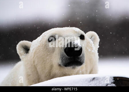 Orso polare con il suo naso nella caduta di neve, Nanuk Lodge, a ovest della Baia di Hudson, Churchill, Manitoba, Canada Foto Stock