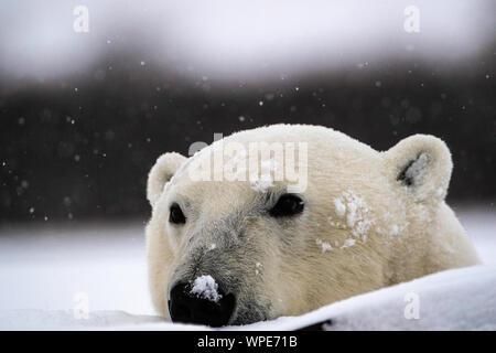 Orso polare con il suo naso nella caduta di neve, Nanuk Lodge, a ovest della Baia di Hudson, Churchill, Manitoba, Canada Foto Stock