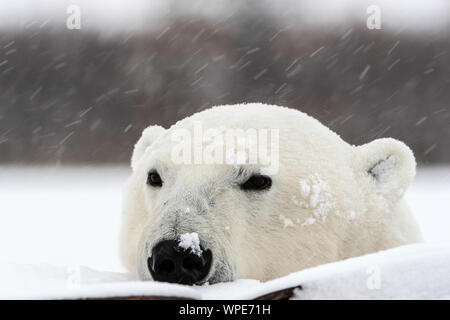 Orso polare con il suo naso nella caduta di neve, Nanuk Lodge, a ovest della Baia di Hudson, Churchill, Manitoba, Canada Foto Stock