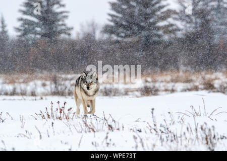 Canadian Timber Wolf cammina nella neve, Nanuk Lodge, West Hudson Bay, Churchill, Manitoba, Canada Foto Stock