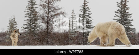 Alpha Wolf e un solitario maschio orso polare venire faccia a faccia sul ghiaccio Foto Stock