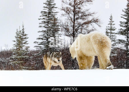 Alpha Wolf e un solitario maschio orso polare venire faccia a faccia sul ghiaccio Foto Stock