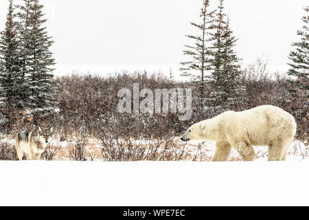 Alpha Wolf e un solitario maschio orso polare venire faccia a faccia sul ghiaccio Foto Stock
