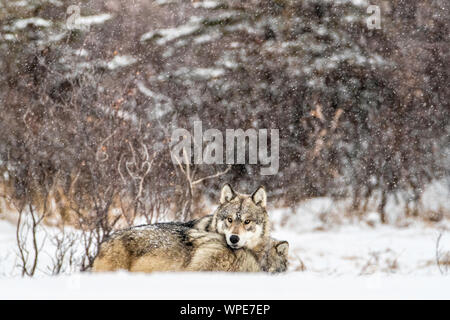 Due legni canadesi lupi dormire nella neve, Churchill, a ovest della Baia di Hudson, Manitoba, Canada Foto Stock