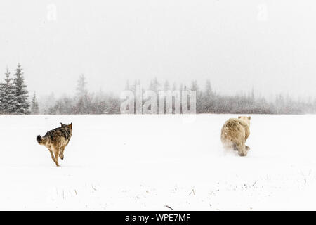 Legname canadese wolf insegue a lone giovane femmina orso polare attraverso la tundra Foto Stock