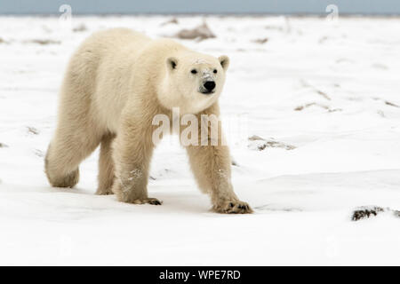 Orso polare passeggiate sulla neve, guarnizione patrimonio fluviale Lodge, Baia di Hudson, Manitoba, Canada Foto Stock