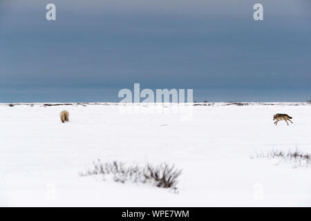 Legname canadese wolf insegue a lone giovane femmina orso polare attraverso la tundra Foto Stock