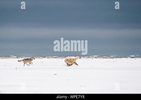 Legname canadese wolf insegue a lone giovane femmina orso polare attraverso la tundra Foto Stock