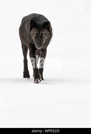 Vecchio maschio nero legname canadese wolf passeggiate sulla neve, guardare dritto verso la fotocamera. Churchill, a ovest della Baia di Hudson, Canada. Foto Stock