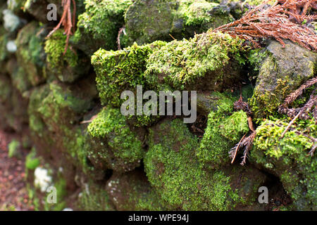 Muro di pietra in un parco a Ponta Delgada, Azzorre Foto Stock