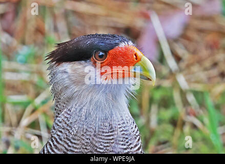 Caracara meridionale (Caracara plancus) in prossimità della testa di adulto Puerto Montt, Cile Gennaio Foto Stock