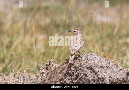 Red-capped lark (Calandrella cinerea) Foto Stock