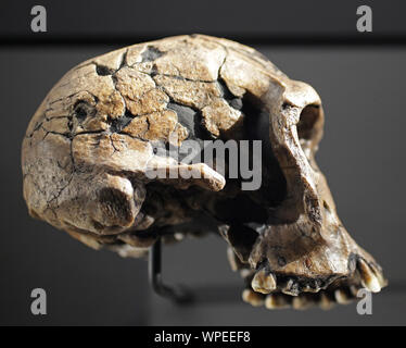 Specie Homo habilis Skull. Uomo pratico. Specie arcaiche di Homo.visse tra 2,1 e 1,5 milioni di anni fa. Homo habilis. Foto Stock