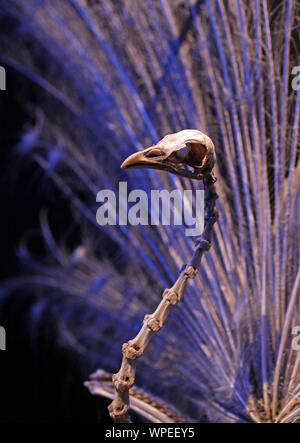 Peafowl indiano (Pavo cristatus) noto anche come comune peafowl,peafowl blu.native per il subcontinente indiano.Ora in molte altre parti del mondo. Foto Stock