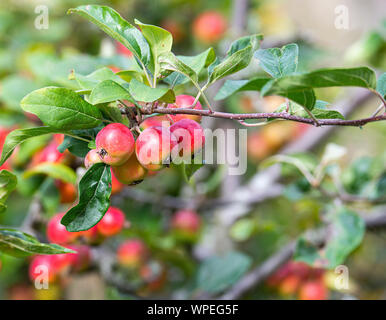 Crab-Apples maturazione su un albero da frutto in un giardino in Alsager Cheshire England Regno Unito Regno Unito Foto Stock