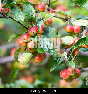 Crab-Apples maturazione su un albero da frutto in un giardino in Alsager Cheshire England Regno Unito Regno Unito Foto Stock