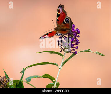 Una splendida farfalla pavone alimentando il polline e il nettare su un viola Buddleja fiore in un giardino in Alsager Cheshire England Regno Unito Regno Unito Foto Stock
