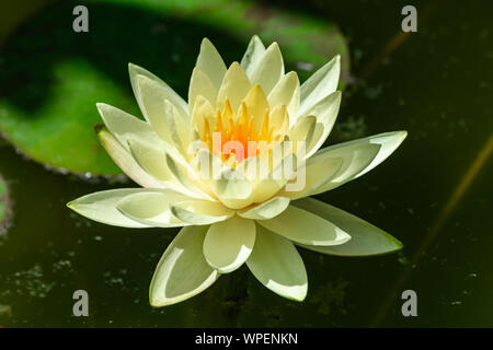 White ninfea bianca (Nymphaea Chromatella), che fiorisce con la luce del sole del pomeriggio in Estate Foto Stock