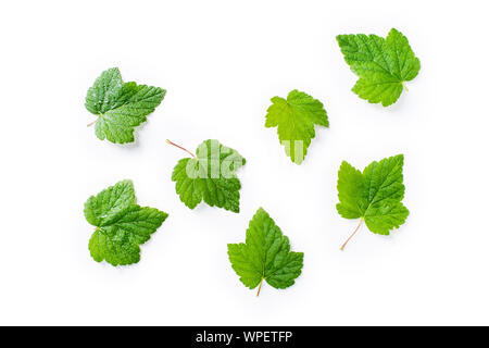 Layout creativi con foglie di ribes nero isolato su bianco backround Foto Stock