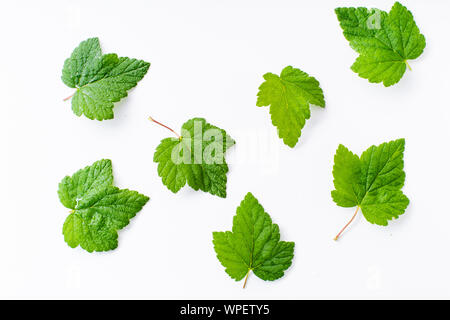 Layout creativi con foglie di ribes nero isolato su bianco backround Foto Stock