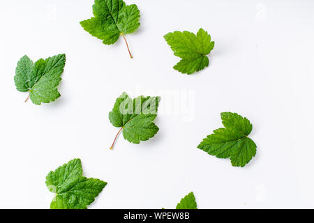 Layout creativi con foglie di ribes nero isolato su bianco backround Foto Stock