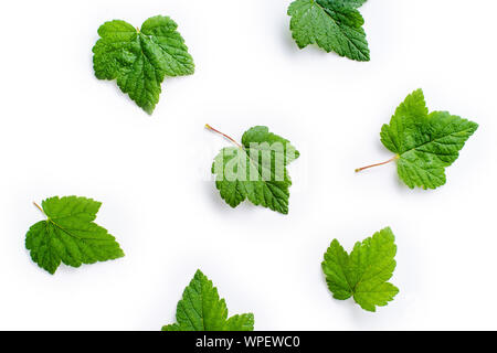 Layout creativi con foglie di ribes nero isolato su bianco backround Foto Stock