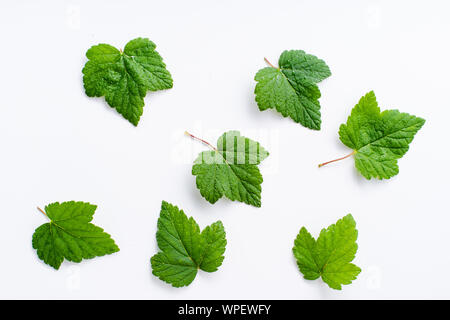 Layout creativi con foglie di ribes nero isolato su bianco backround Foto Stock