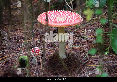 Fungo rosso Liberty Cap. Te Araroa Trail. Boccola dell'isola via. Southland. Isola del Sud. Nuova Zelanda Foto Stock