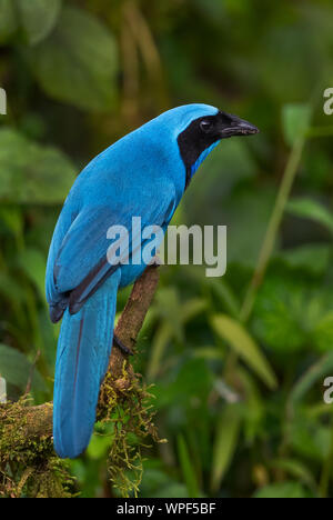 Il turchese Jay - Cyanolyca turcosa, splendide Blue Jay dalle pendici andine, Guango Lodge, Ecuador. Foto Stock