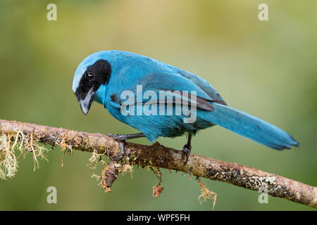 Il turchese Jay - Cyanolyca turcosa, splendide Blue Jay dalle pendici andine, Guango Lodge, Ecuador. Foto Stock