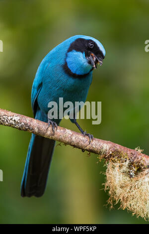 Il turchese Jay - Cyanolyca turcosa, splendide Blue Jay dalle pendici andine, Guango Lodge, Ecuador. Foto Stock