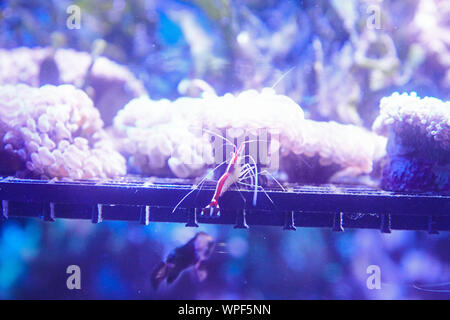 Vecchio fishfarm a Singapore dove coralli, barriere coralline e i pesci sono cresciuti per hobby acquari Foto Stock